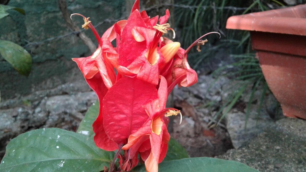 Flower Inn Sigiriya Buitenkant foto